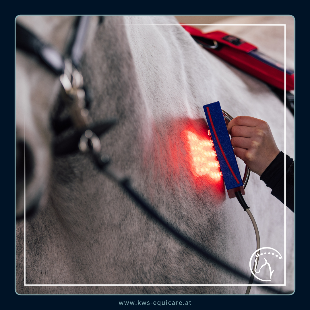 Wave-Light-Pulse (WLP) Shower & Pointer Komplettpaket